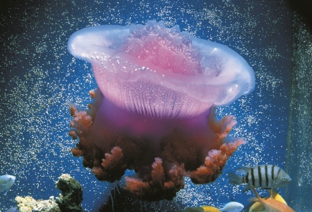 Copyright : TOBA Aquarium Japon