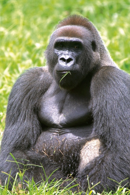 Copyright : Station biologique de Paimpont