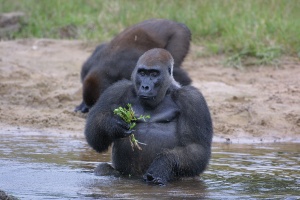 Copyright : Station Biologique de Paimpont