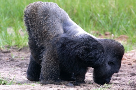 Copyright : Station Biologique de Paimpont