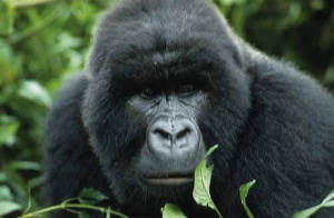Copyright : Station biologique de Paimpont