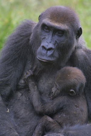 Copyright : Station biologique de Paimpont
