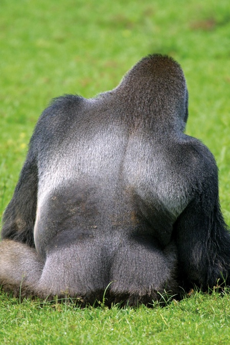 Copyright : Station Biologique de Paimpont
