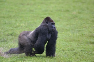 Copyright : Station biologique de Paimpont