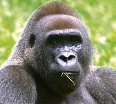Copyright : Station biologique de Paimpont