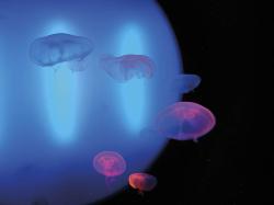 © Christelle Gony / Aquarium de Saint-Malo