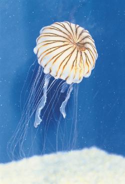 Chrysaora nelanaster