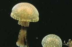 © Enoshima Aquarium Japon