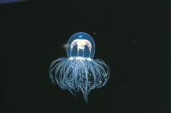 © Toba Aquarium Japon
