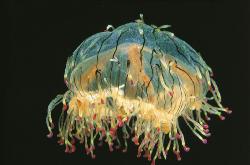 © Toba aquarium Japon
