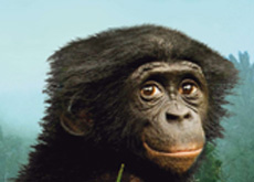 extrait de l'affiche du film Bonobos