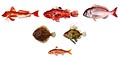 Rouget grondin, pagre, turbot, saint-pierre, rouget barbet