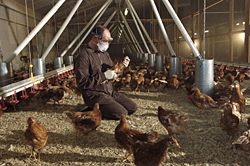 L'oeil averti de l'animalier est nécessaire pour vérifier l'état du bec des poulettes avant leur transfert dans l'espace de ponte. Les capteurs ne font pas tout !