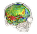 Image : reconstitution de l'endocrâne en 3D à partir d'un spécimen particulièrement bien conservé