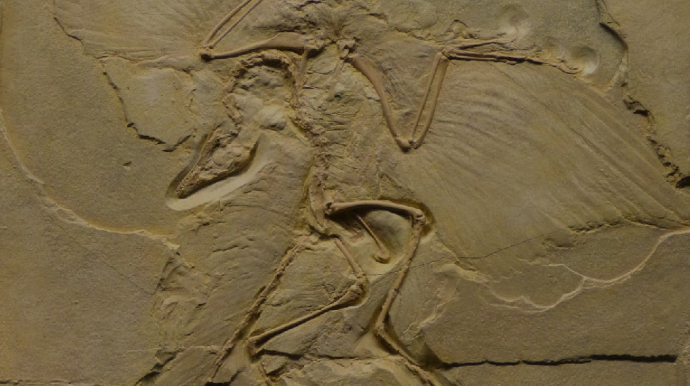 Fossile d'Archaeopteryx © Musée d'histoire naturelle de Berlin