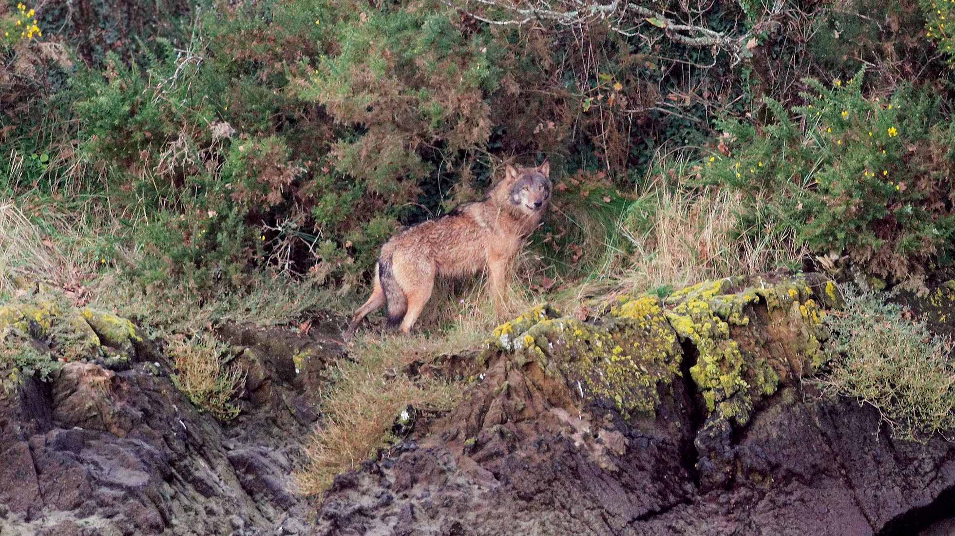 loup en Bretagne