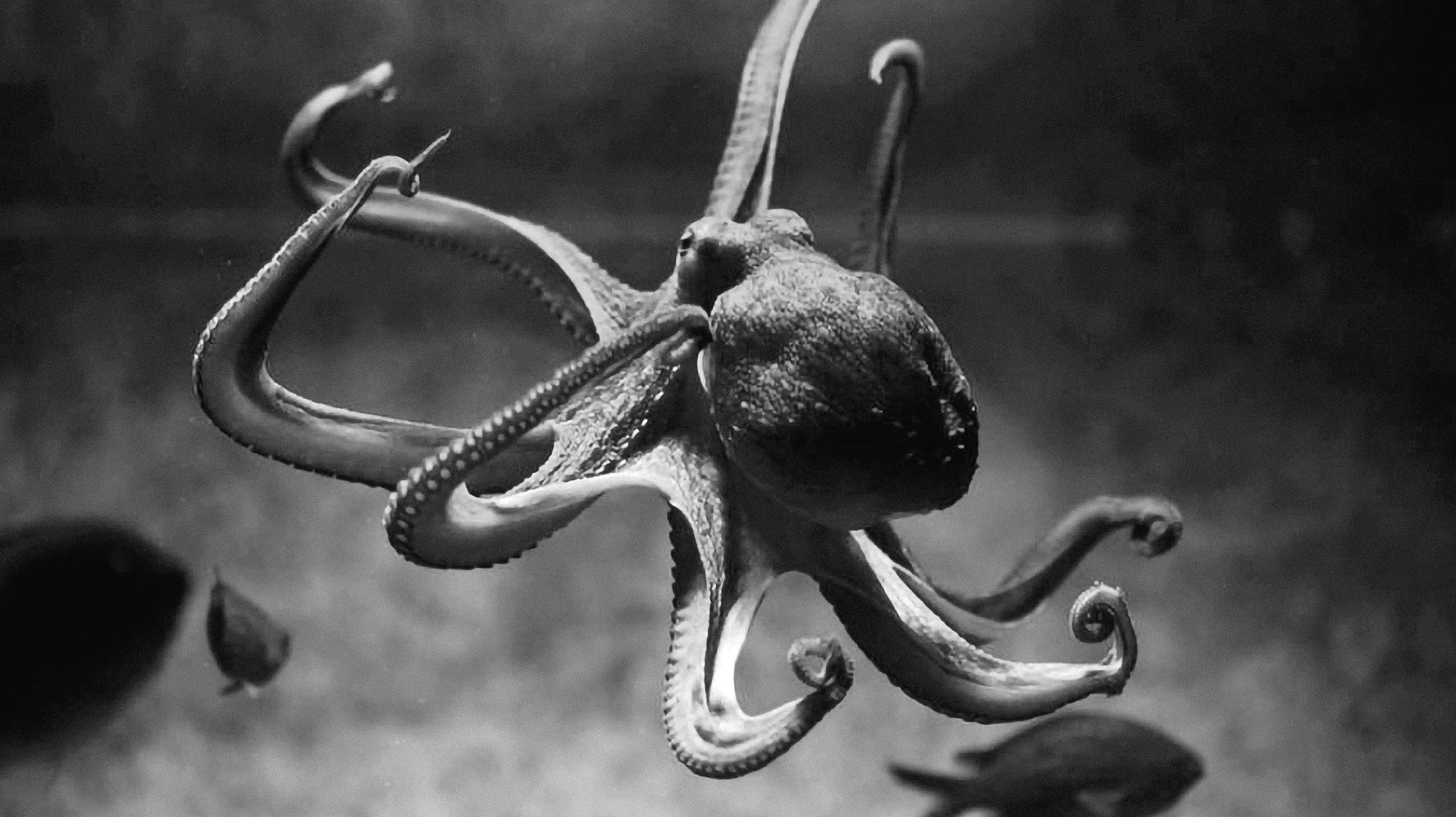 les amours de la pieuvre