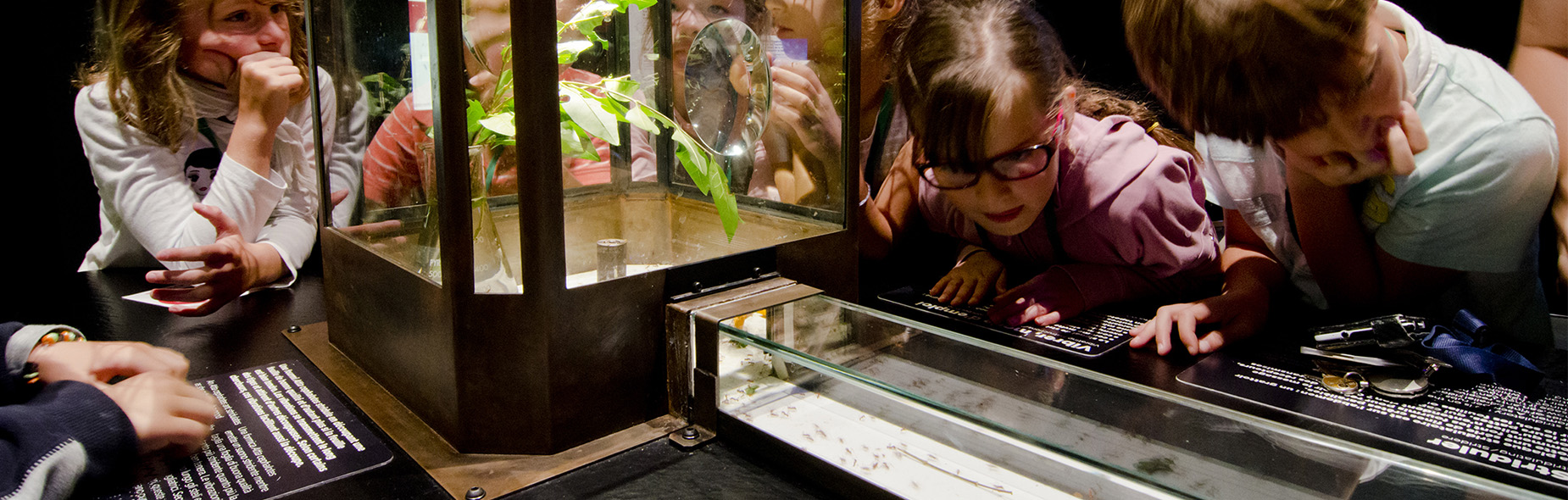 Fourmis | Espace des sciences