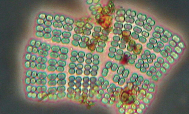 Les bactéries de l'eau qui dort | Espace des sciences
