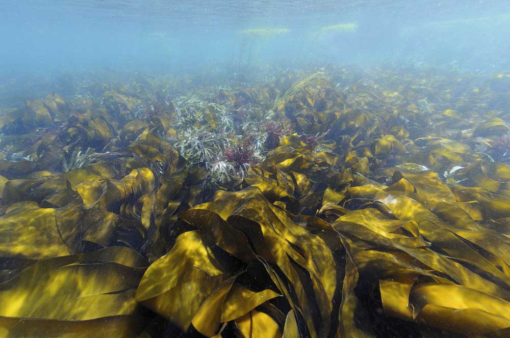 Les forêts d’algues brunes | Espace des sciences