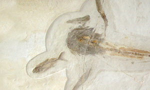 fossile d'un requin et d'un poisson