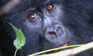 photo d'un singe en gros plan, derriere des feuilles