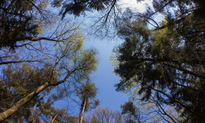 arbres
