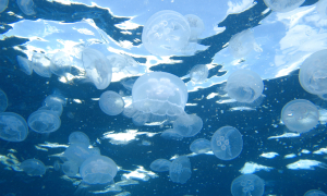 sous l'eau