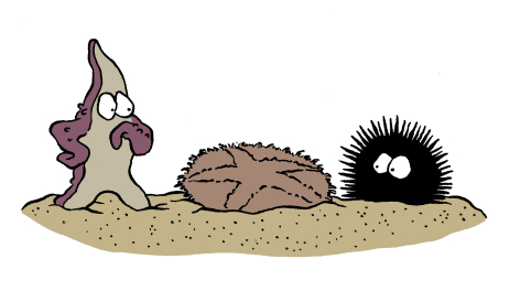 illustration d'une étoile de mer et d'un oursin