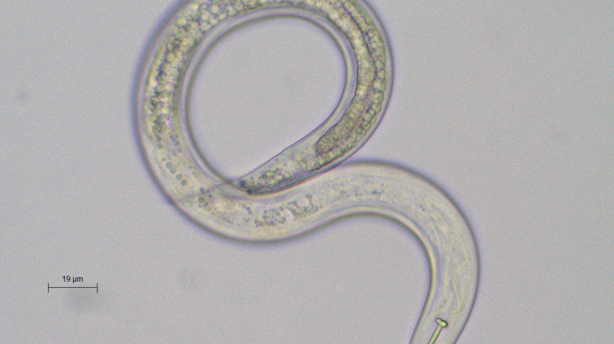 nématode