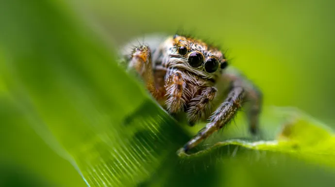 photo d'une araignée sur une feuille