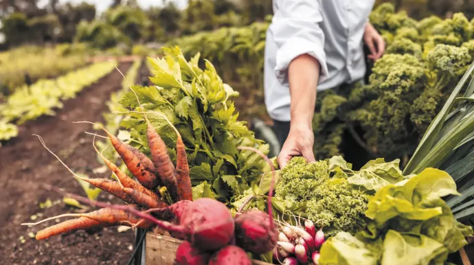 récolte de légumes dans un champ