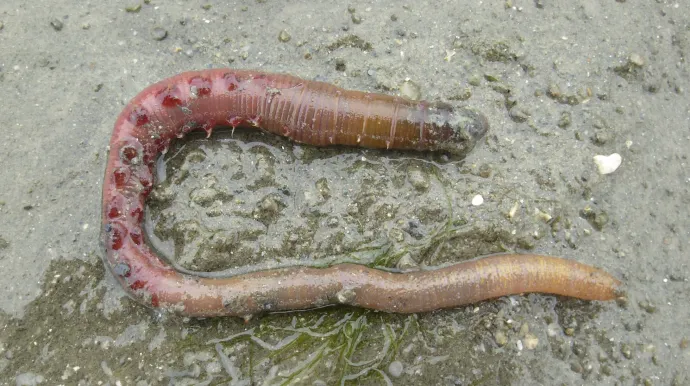 ver Arenicola marina en gros plan sur le sable