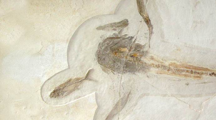 fossile d'un requin et d'un poisson