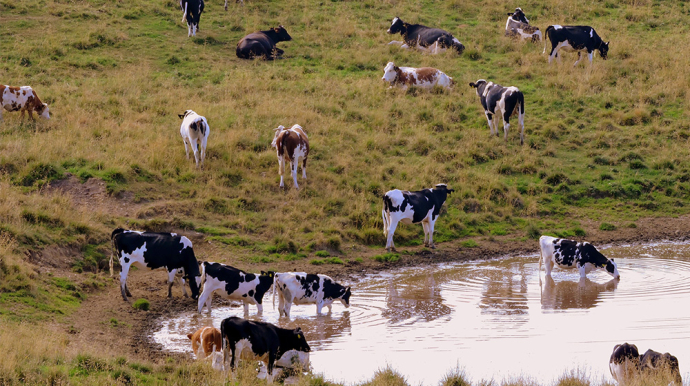 vaches dans un champs