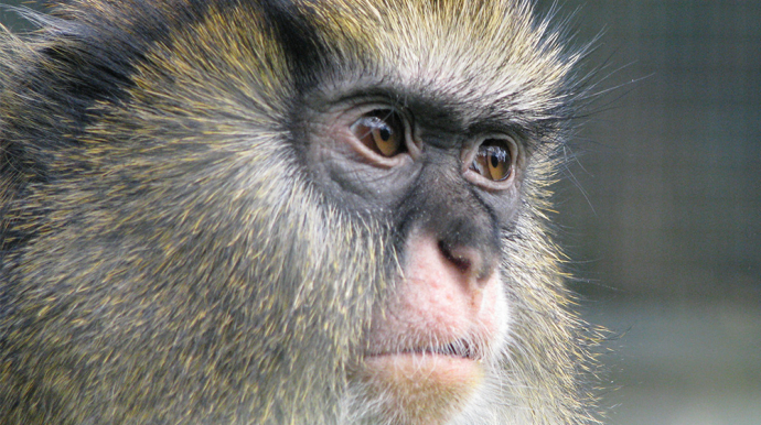 Photo d'un singe
