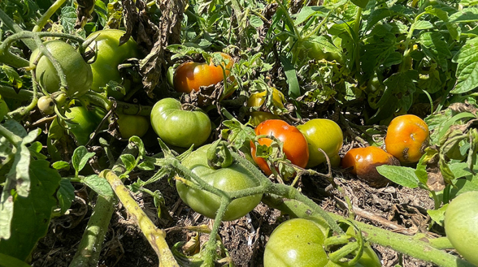 photo de plants de tomates