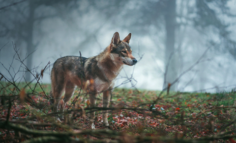 Loup : biographie et actualités - Sciences et Avenir