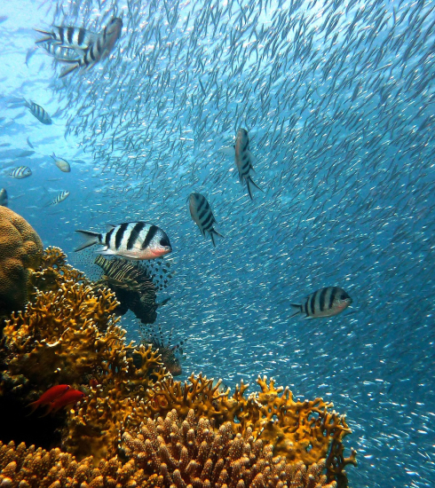 Vie sous-marine