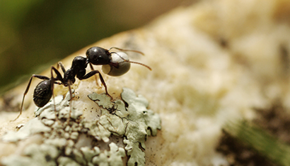 Les fourmis - Biologie