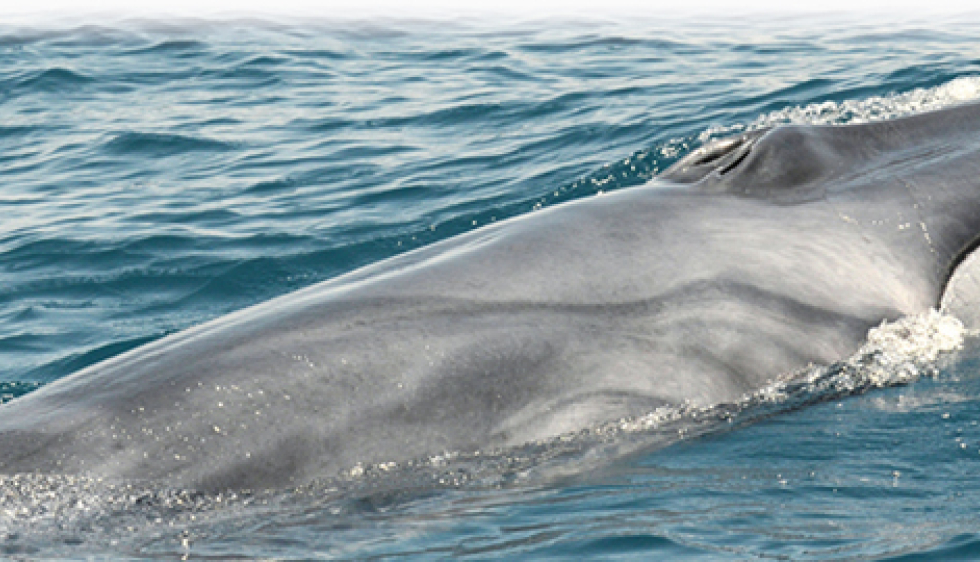 Baleine ouvre-boîtes/canettes