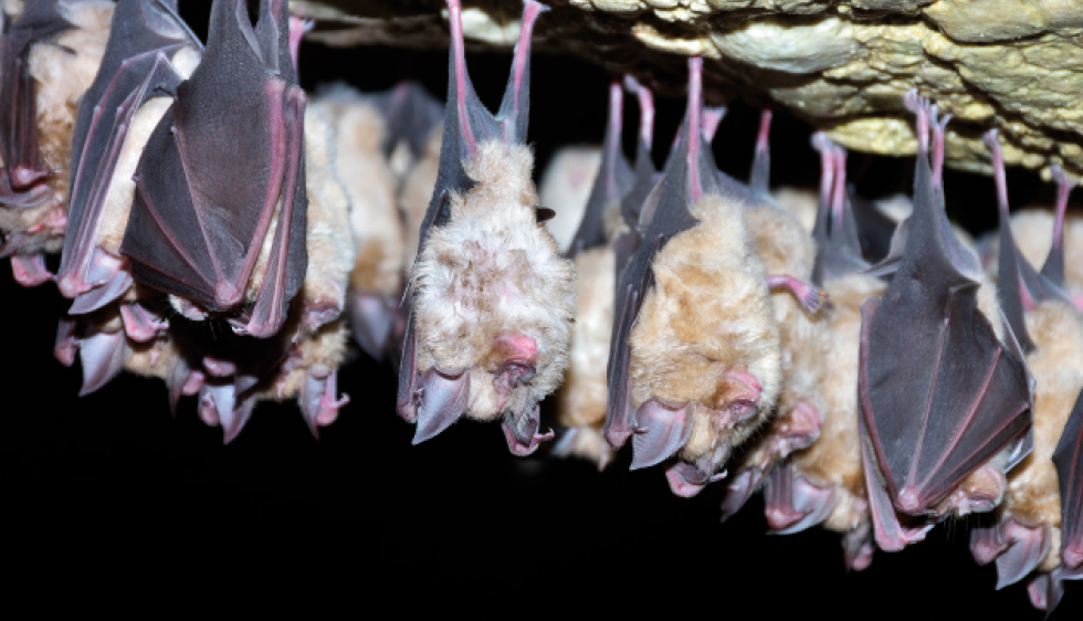 Une chauve-souris à grandes oreilles réapparaît après plus de 100