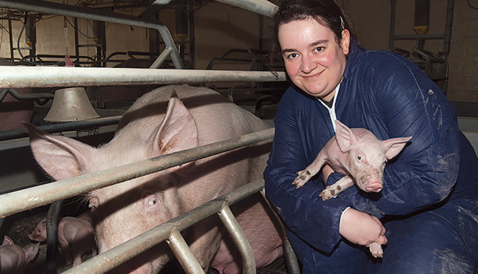 Le Porc Blanc de l'Ouest : le vrai cochon de Bretagne