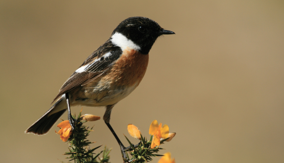 Oiseaux : espèces, habitat, mode de vie ! - Page 2