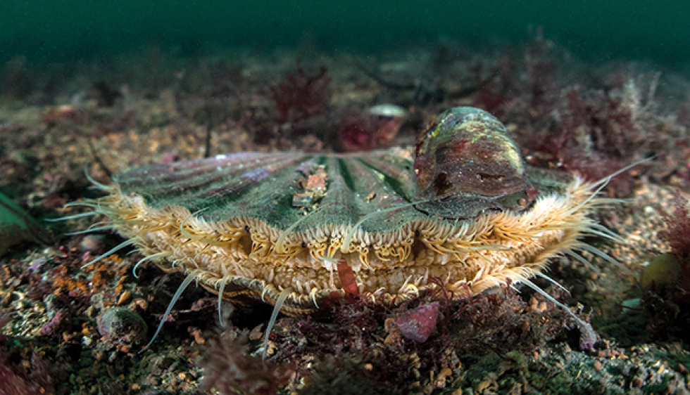 Odyssée Naturelle Boutique de Minéraux, pierres précieuses, fines et rares