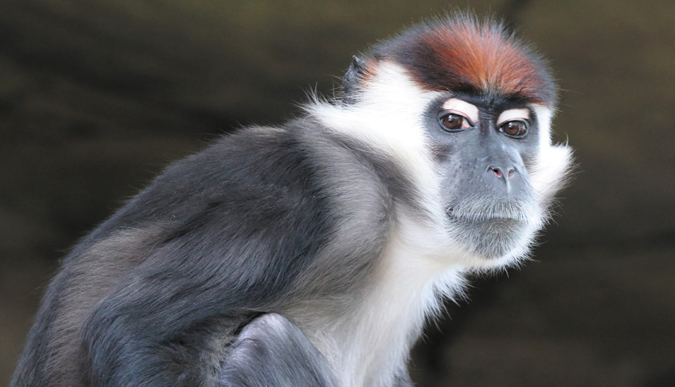 Un singe vole un appareil photo pour faire un doigt d'honneur !