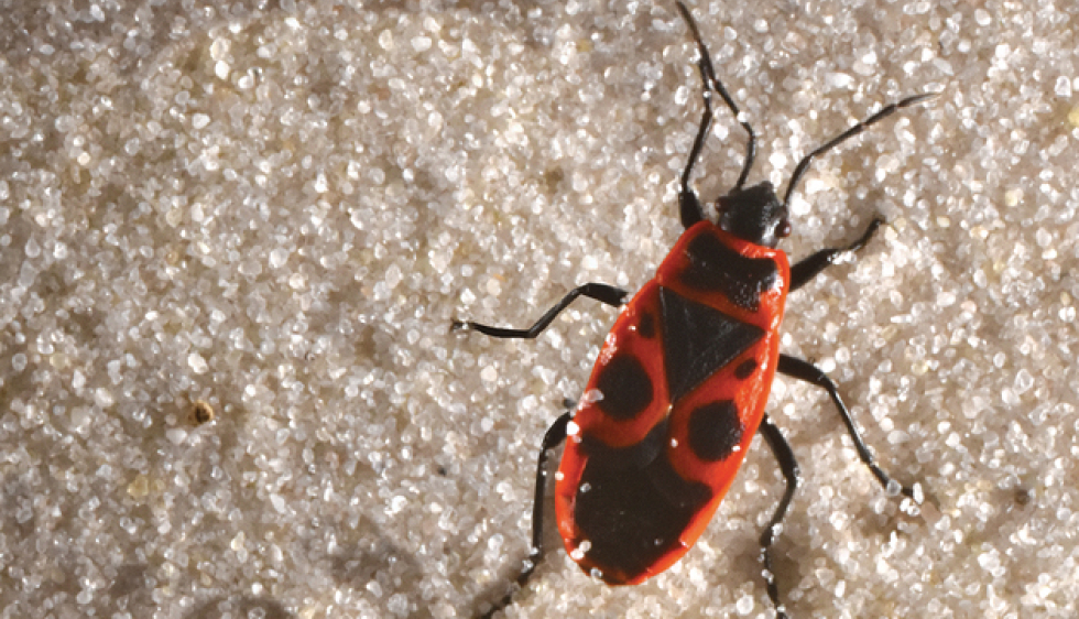 Les fourmis : force et intelligence contre vents et marées