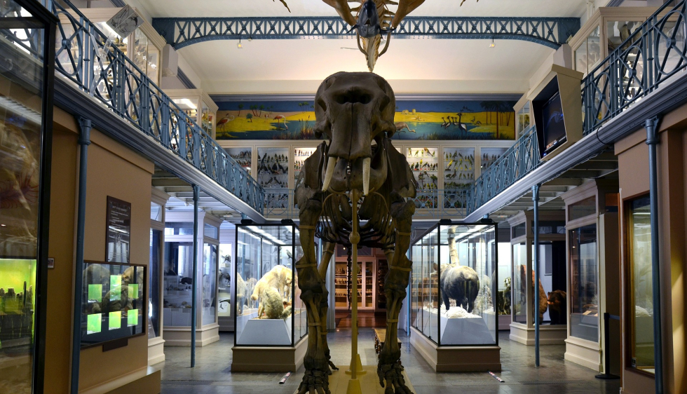 Musée d'histoire naturelle