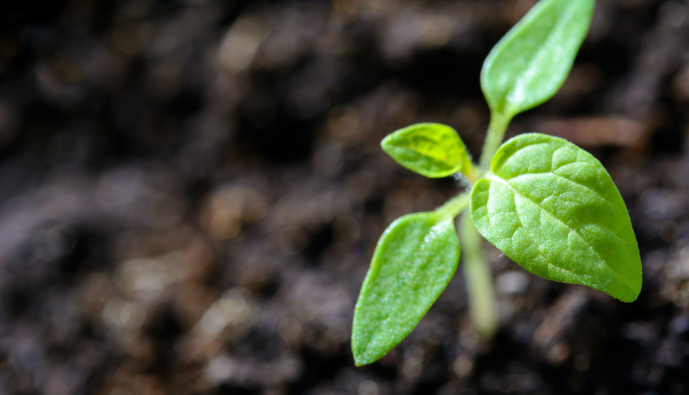 plante terre