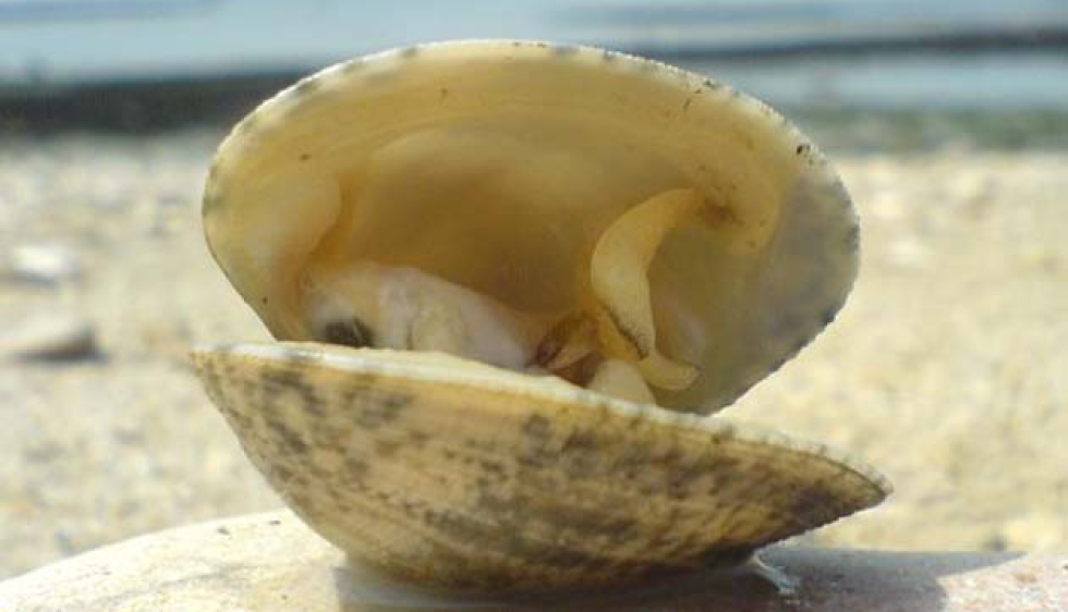 Pourquoi le beurre salé a la Bretagne dans la peau ? – La Bonne Vague